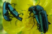 Psilothrix viridicoerulea