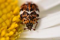 Anthrenus