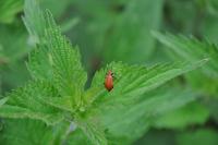 Pyrochroa serraticornis serraticornis