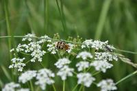 Trichius fasciatus