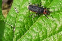 Cantharis rustica