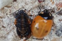 Coccinella septempunctata