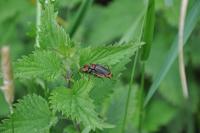Cantharis fusca