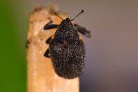 Ceutorhynchus picitarsis