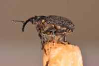 Ceutorhynchus picitarsis