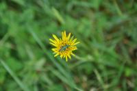 Oedemera nobilis