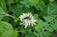 Trichodes alvearius
