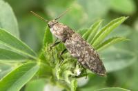 Agrypnus murinus