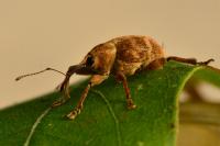 Curculio venosus