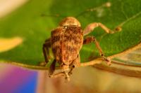 Curculio venosus