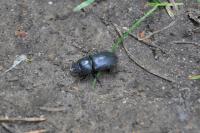 Dorcus parallelipipedus