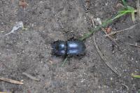 Dorcus parallelipipedus