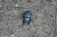 Dorcus parallelipipedus