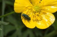 Psilothrix viridicoerulea