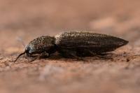 Cidnopus pilosus
