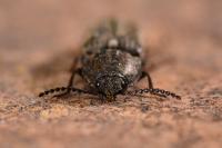 Cidnopus pilosus