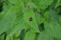 Harmonia axyridis