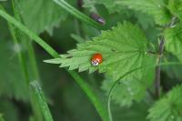 Harmonia axyridis