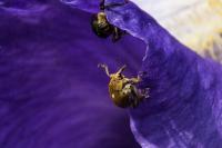 Mononychus punctumalbum