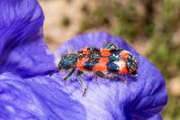 Trichodes alvearius