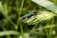 Oedemera nobilis