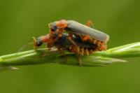 Cantharis lateralis