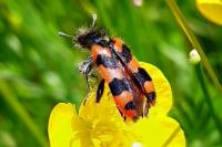 Trichodes alvearius