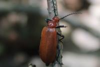 Pyrochroa serraticornis