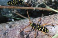 Plagionotus arcuatus