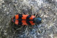 Trichodes alvearius