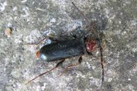 Phymatodes testaceus
