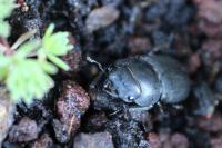 Dorcus parallelipipedus