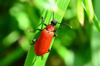 Pyrochroa coccinea