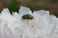 Cetonia aurata