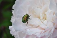 Cetonia aurata