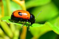 Cryptocephalus bipunctatus