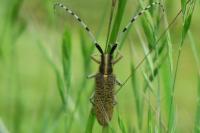 Agapanthia villosoviridescens