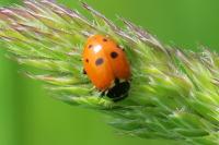 Hippodamia variegata