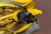 Mononychus punctumalbum