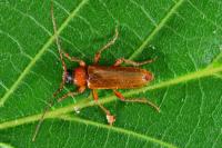 Phymatodes testaceus