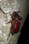 Oryctes nasicornis