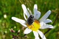 Oxythyrea funesta