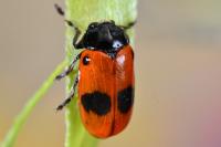 Clytra laeviuscula