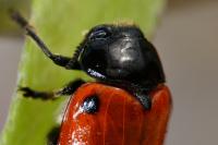 Clytra laeviuscula