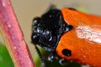 Clytra quadripunctata