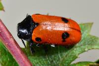 Clytra quadripunctata