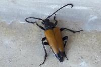 Stictoleptura fulva