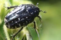 Oxythyrea funesta
