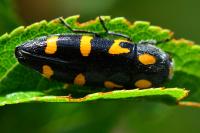 Ptosima undecimmaculata