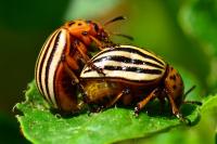 Leptinotarsa decemlineata